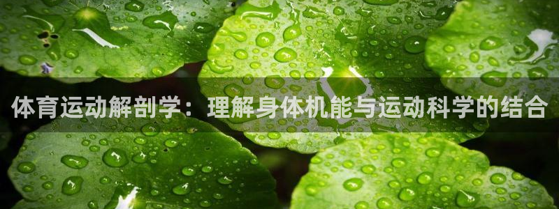 皇冠277体育：体育运动解剖学：理解身体机能与运动科学的结合